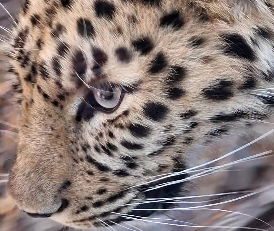 EcoZonia - Parc Animalier-Cases de Pene必去景点