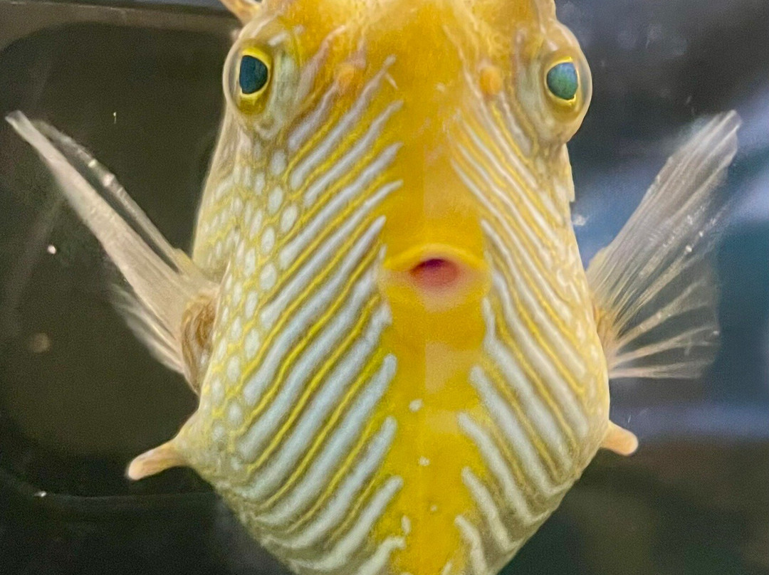 Seahorse World-Beauty Point必去景点