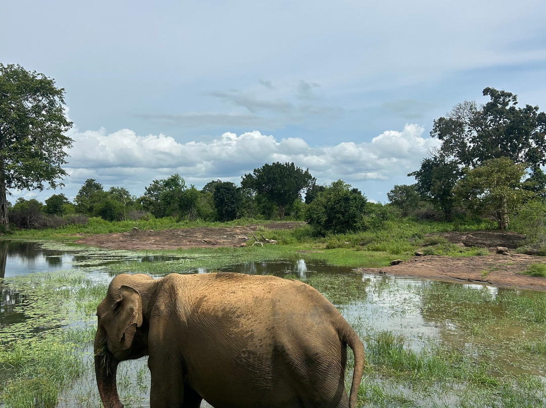 Ethical Safari Adventure by Ashan-Embilipitiya必去景点