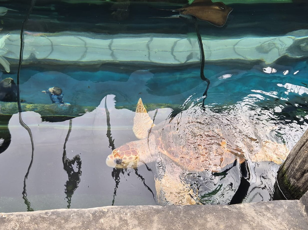 Oceanarium-伯恩茅斯必去景点