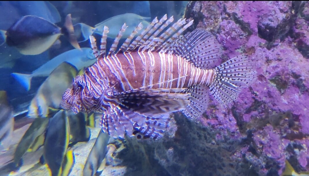 热那亚水族馆-热那亚必去景点