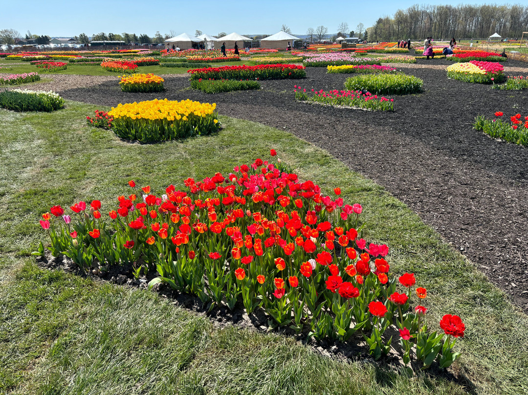 Tasc Tulip Pick Farm-Pelham必去景点