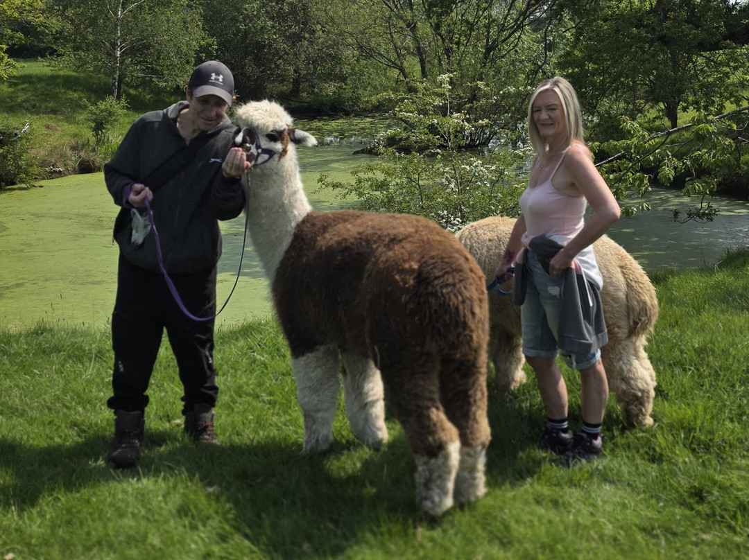 Middle England Farm Alpacas-Henley in Arden必去景点