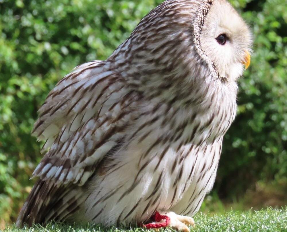 Eagle Heights Wildlife Foundation-Eynsford必去景点