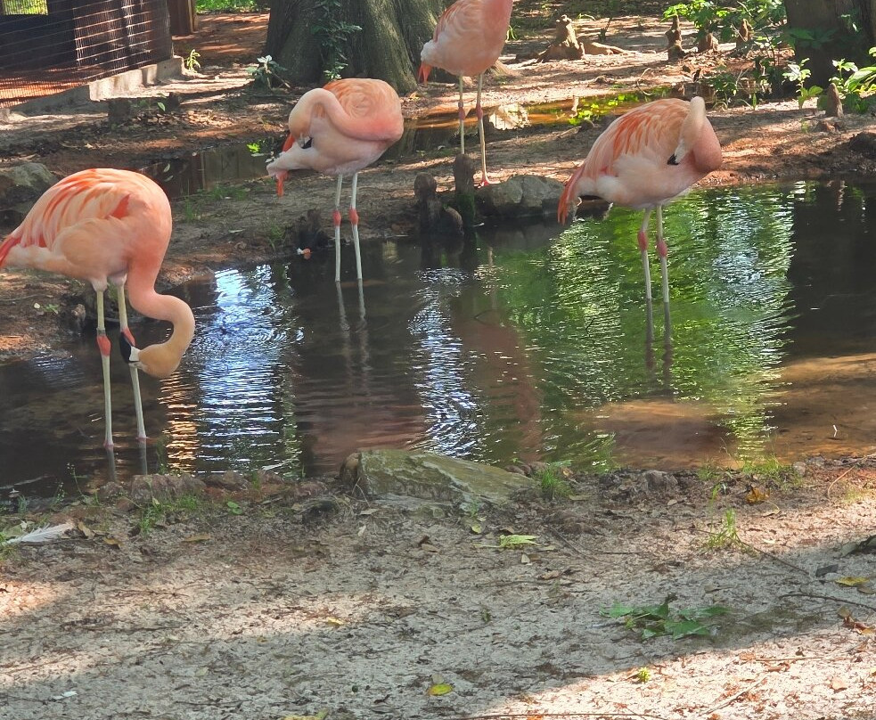 The Gulf Breeze Zoo-Gulf Breeze必去景点