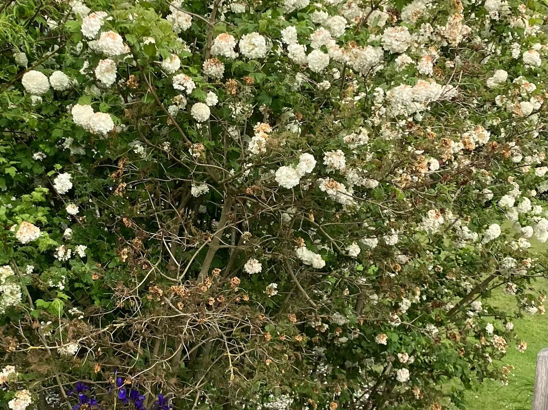 Fullers Mill Garden-West Stow必去景点