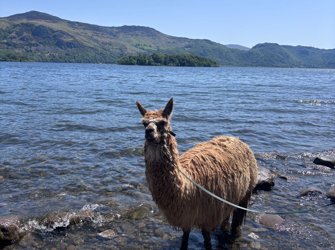 Alpacaly Ever After-Portinscale必去景点