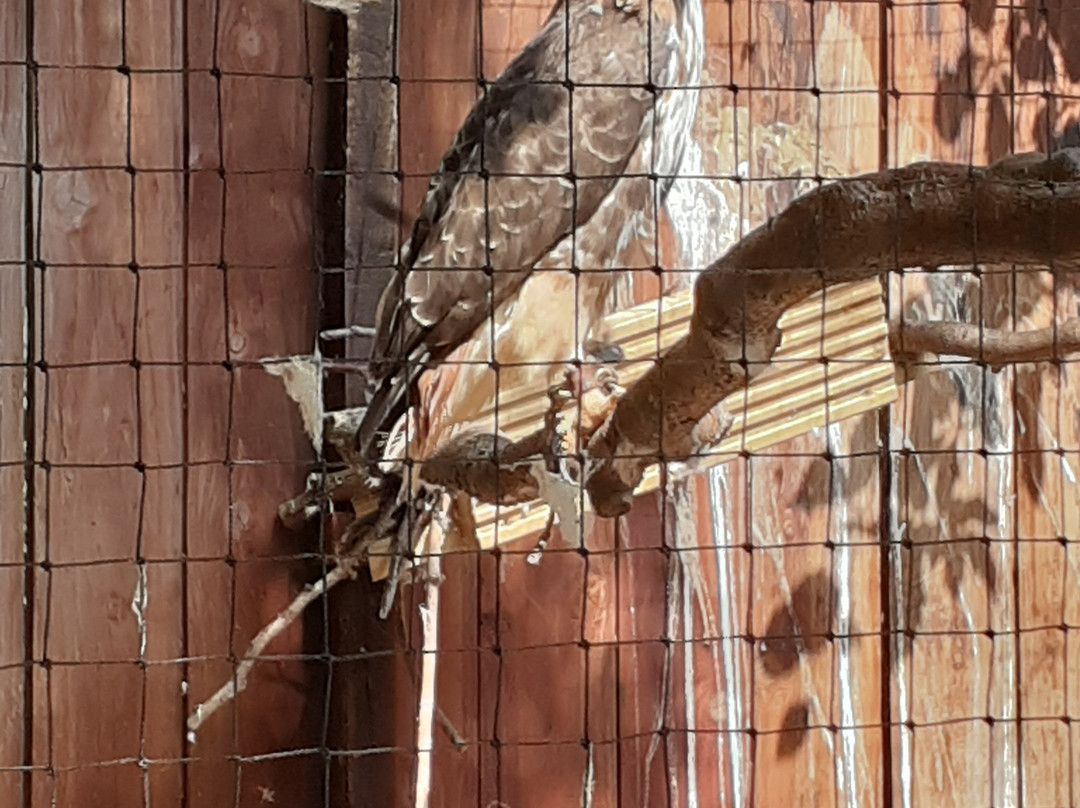 World of Owls-Randalstown必去景点