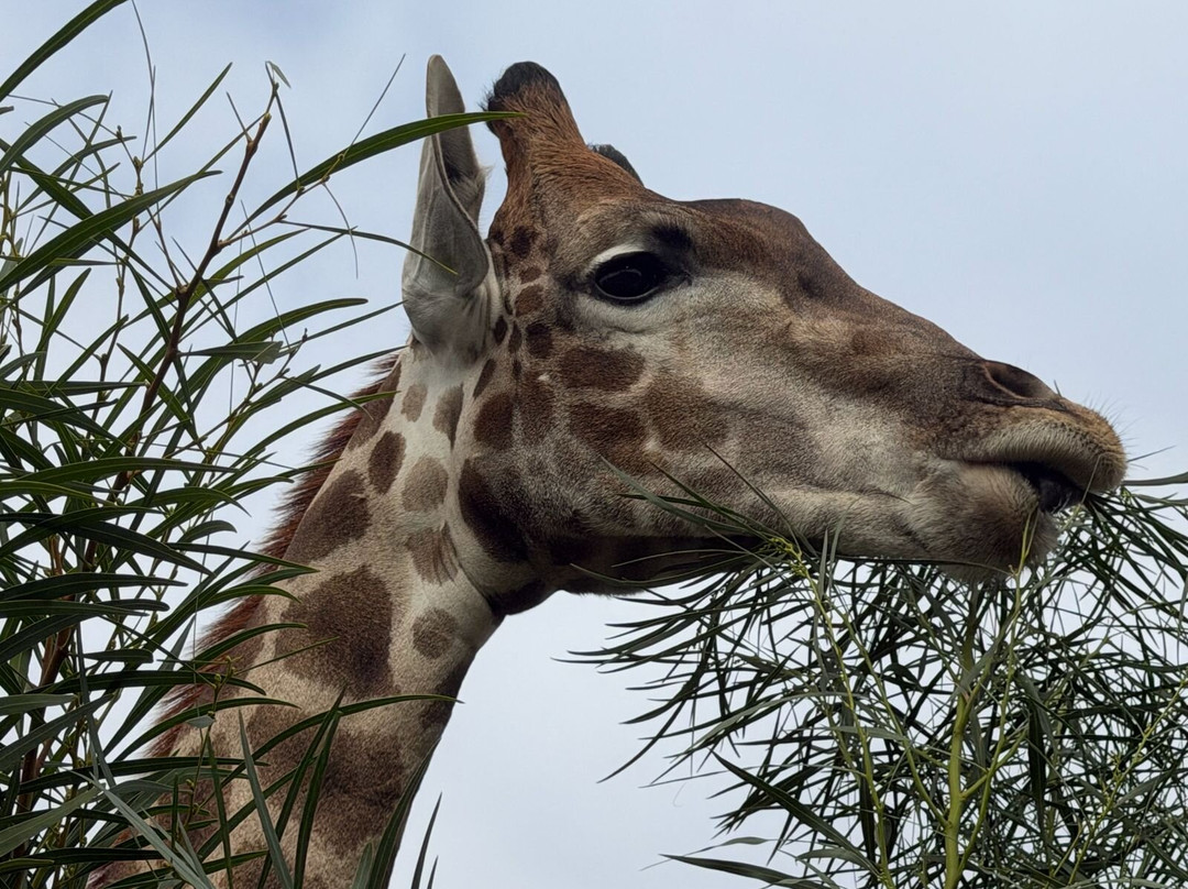 Giraffe House Wildlife Awareness Centre-斯泰伦博斯必去景点