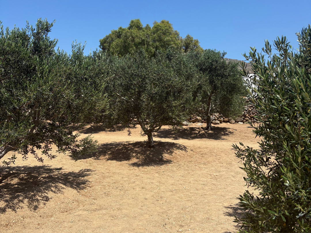 Tour In Mykonian Land & Wine Tasting-Marathi必去景点