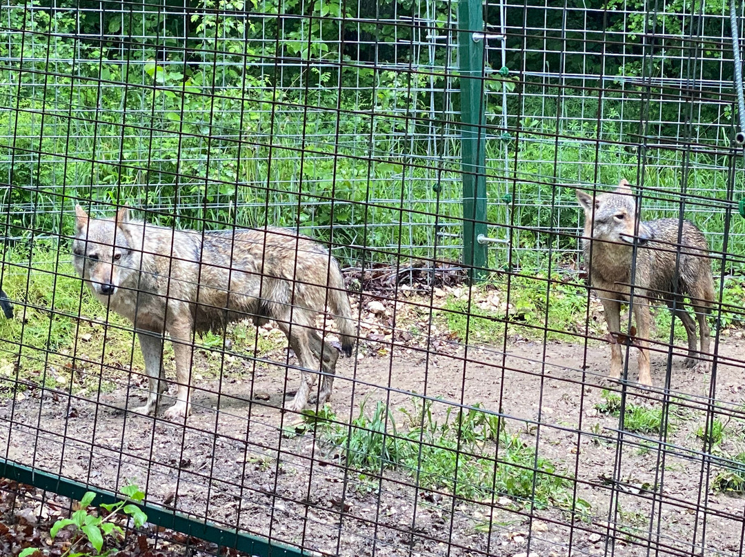 Libearty Bear Sanctuary Zarnesti-Zarnesti必去景点