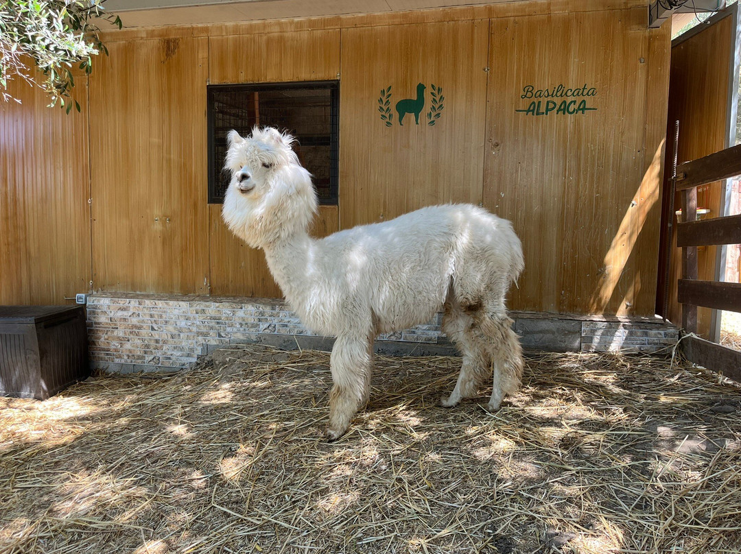 Basilicata Alpaca-Acerenza必去景点