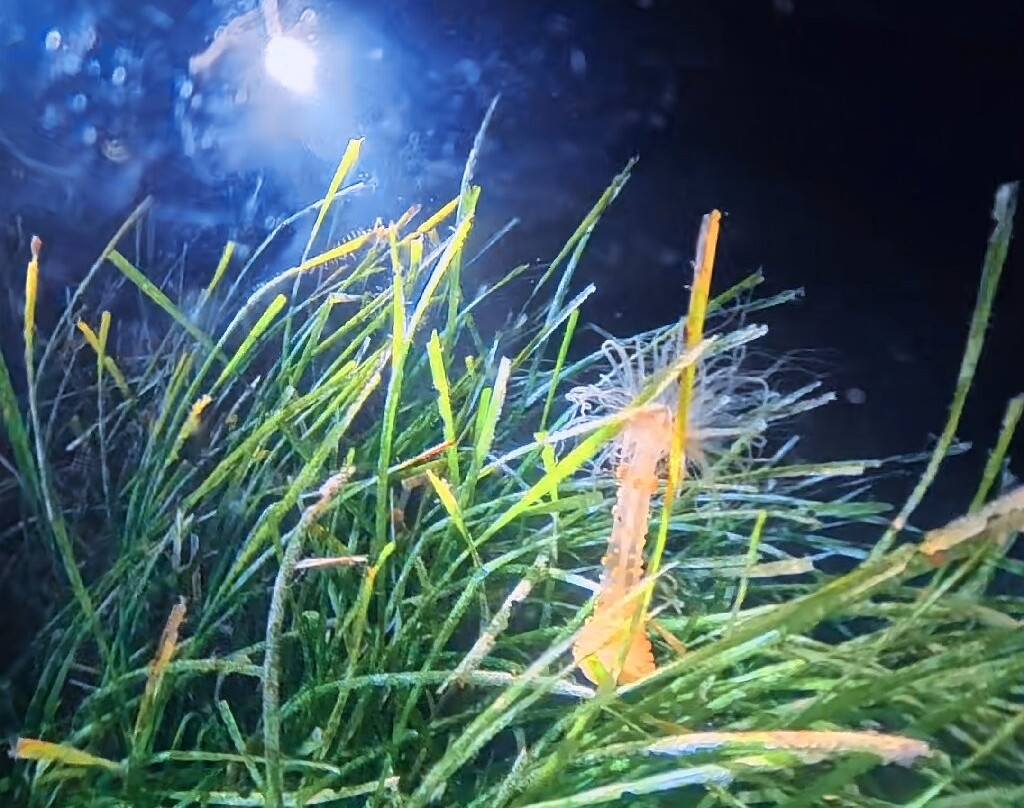 Lustrica diving-Ustica必去景点