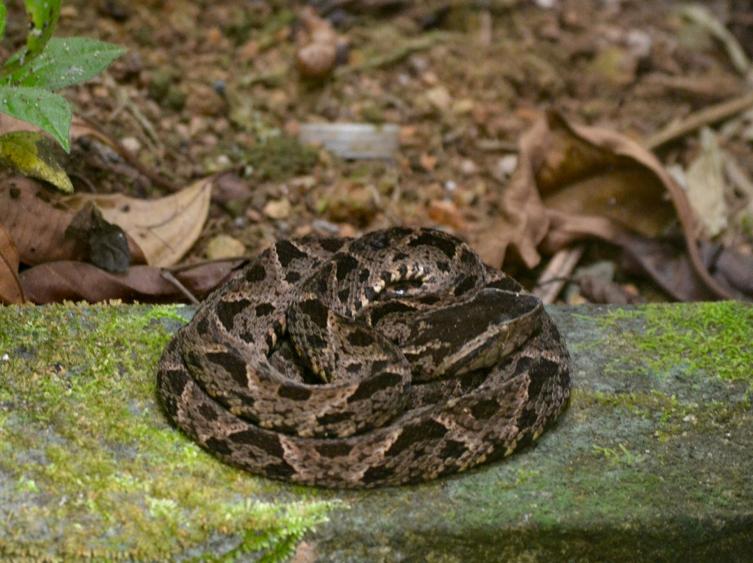 Veragua Rainforest Park-利蒙港必去景点