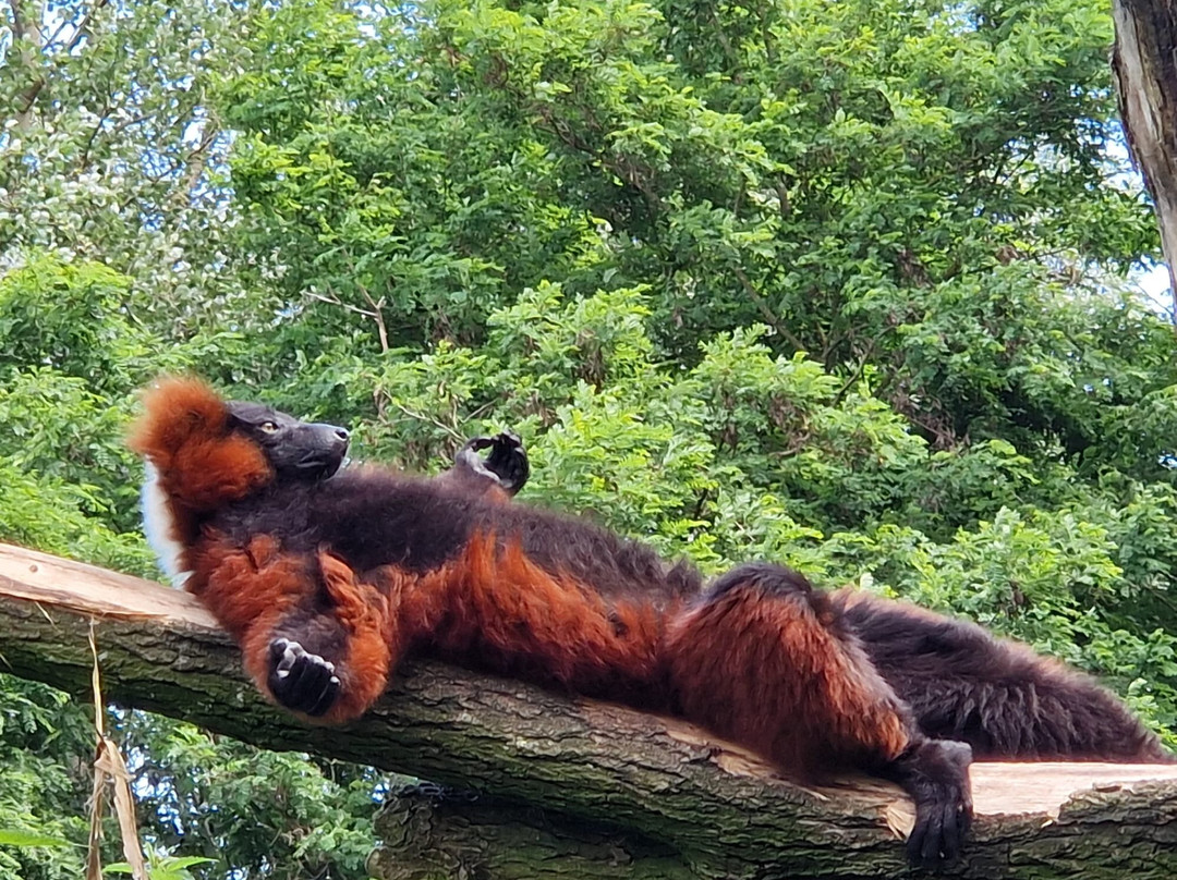 Zooparc Overloon-Overloon必去景点