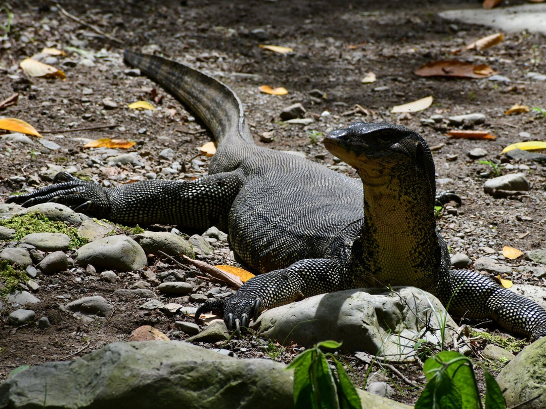Bukit Lawang Jungle Trekking-武吉拉旺必去景点