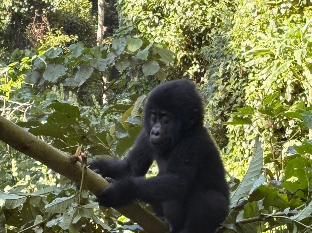 Devine African Safaris-吉佳利必去景点