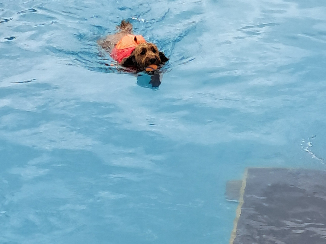 Swim Dog-纽奎必去景点