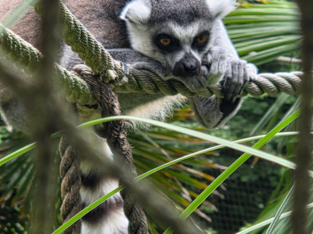 Paignton Zoo Environmental Park-佩恩顿必去景点