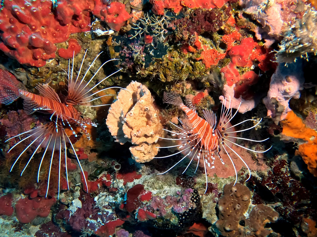 Pemba Dive Center-Makangale必去景点