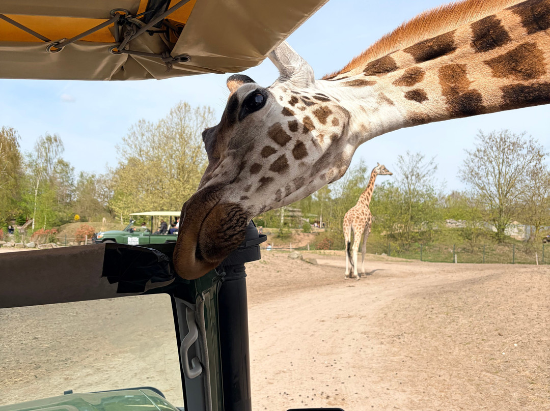 Beekse Bergen Safari Park-希尔法伦贝克必去景点