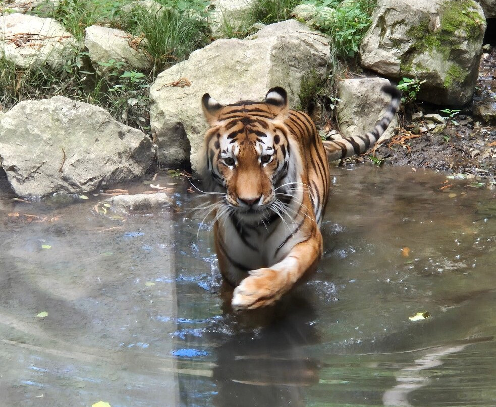 Zoo Ljubljana-卢布尔雅那必去景点