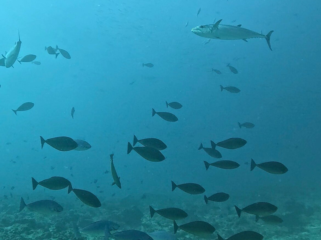 Euro-Divers Eri Maldives-马累北环礁必去景点