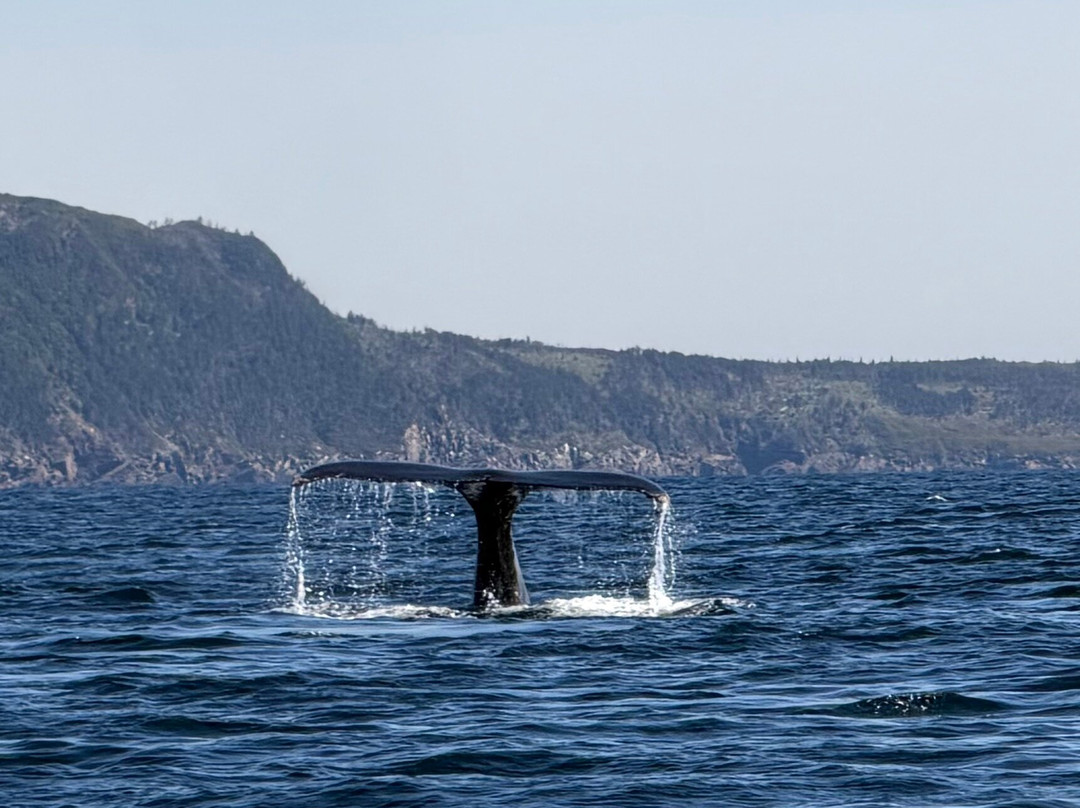 Sea of Whales Adventures-Trinity必去景点