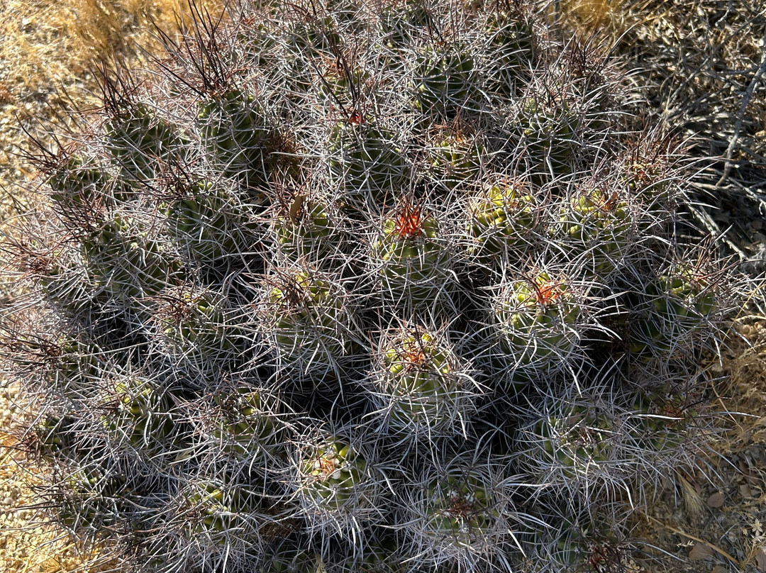Joshua Tree National Park-约书亚树必去景点
