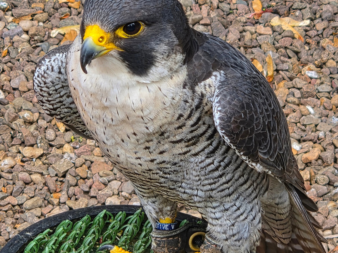 Dalhousie Castle Falconry-邦尼里格必去景点