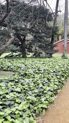 Jardín Botánico Carlos Thays-布宜诺斯艾利斯必去景点