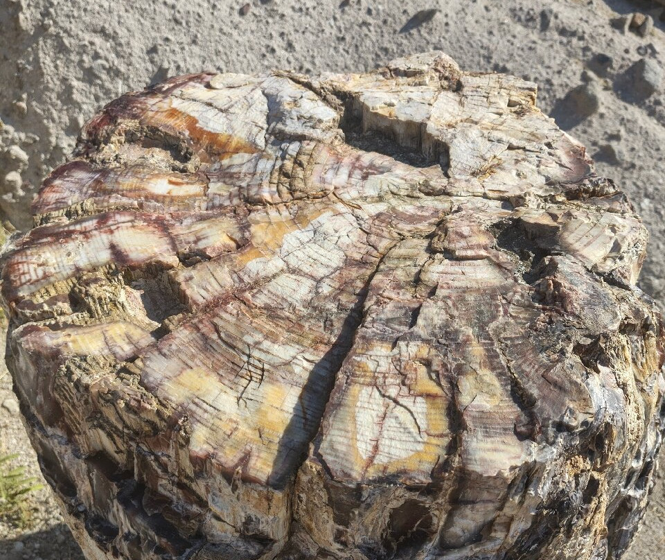 Petrified Forest of Lesbos-Sigri必去景点