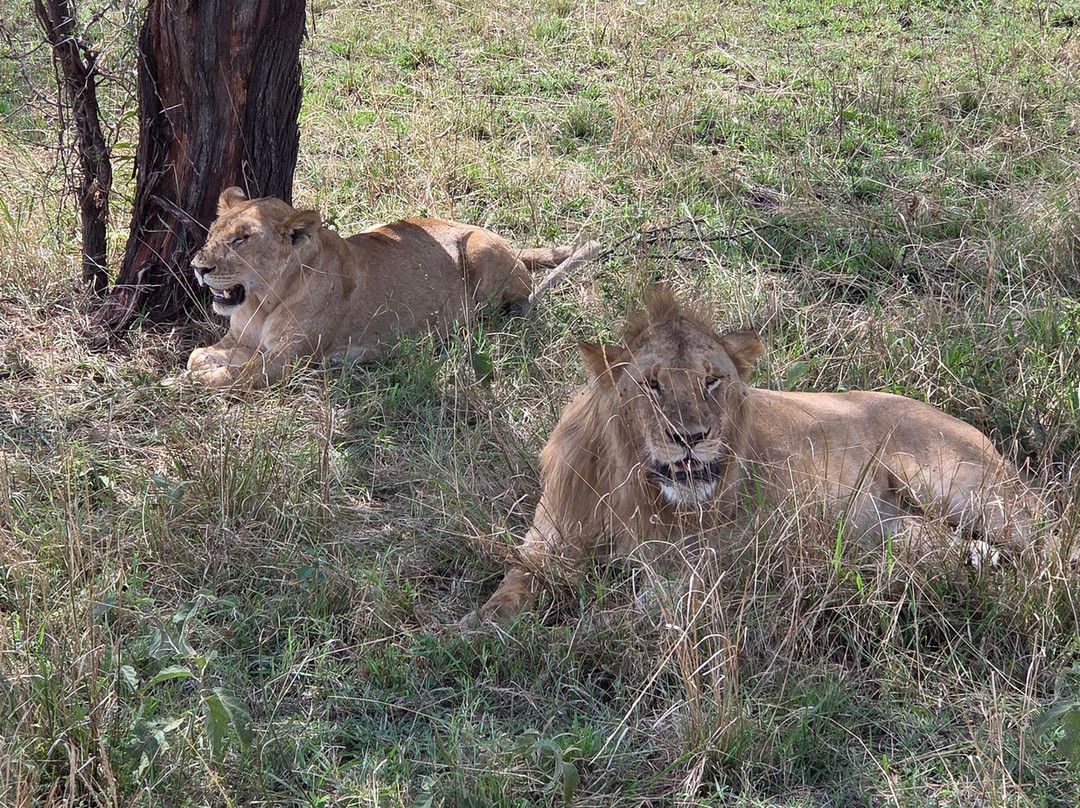 Furahia Tanzania Safari & Trekking Ltd-阿鲁沙必去景点