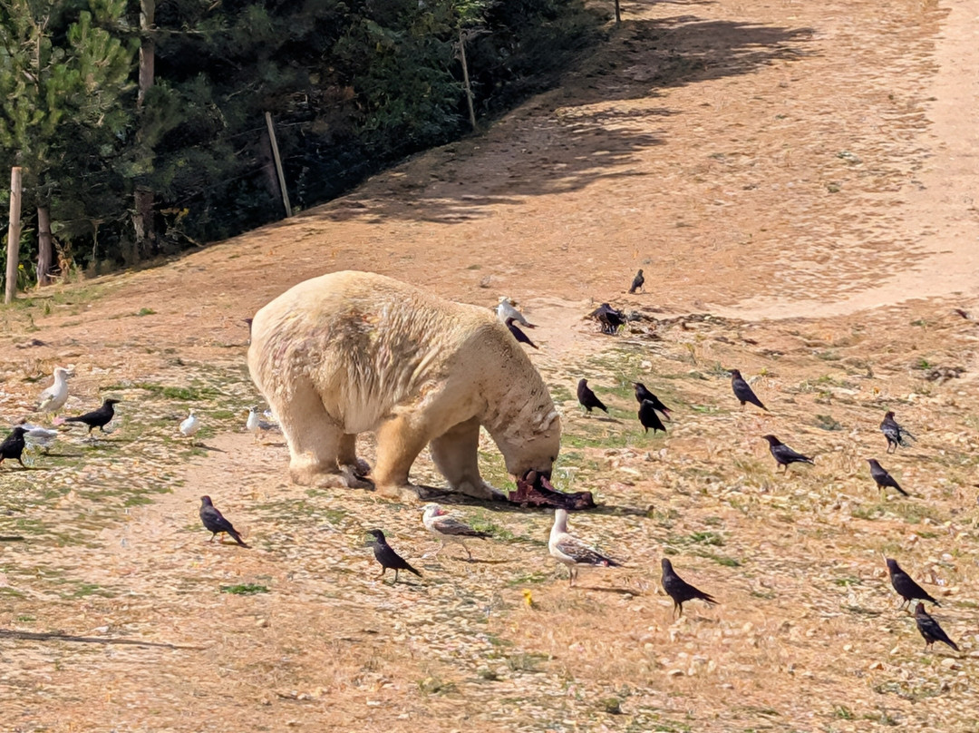 Yorkshire Wildlife Park-Auckley必去景点