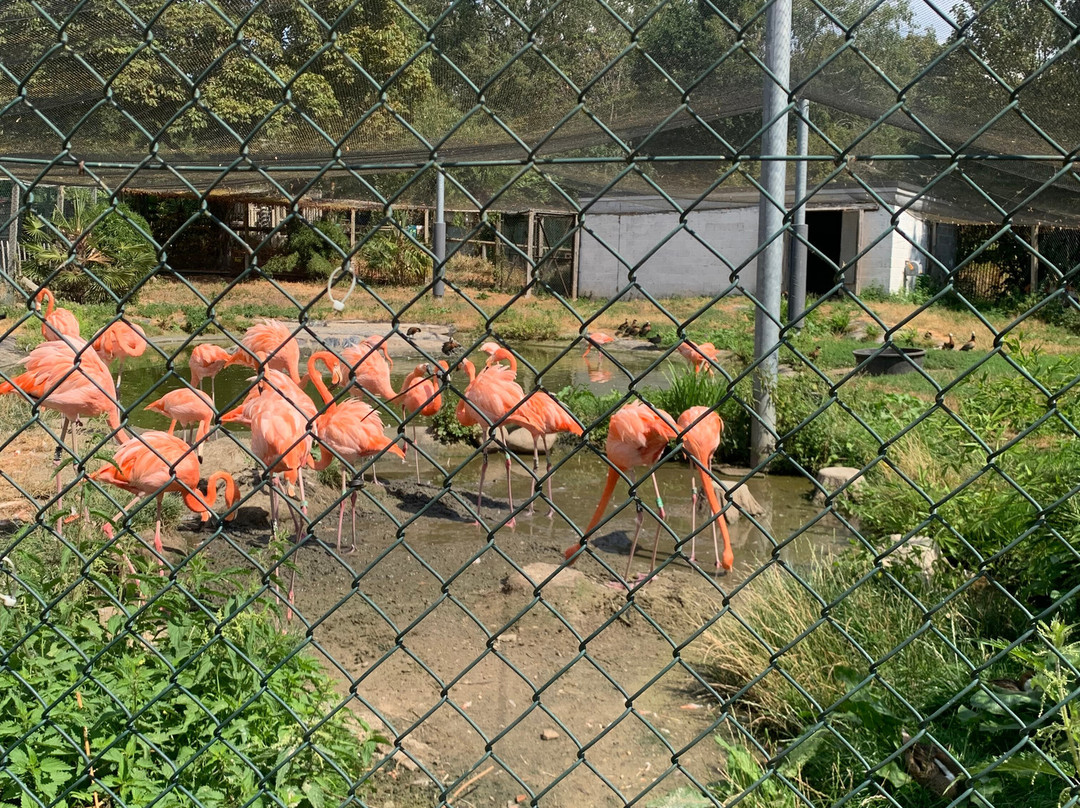 Hanwell Zoo-伦敦必去景点