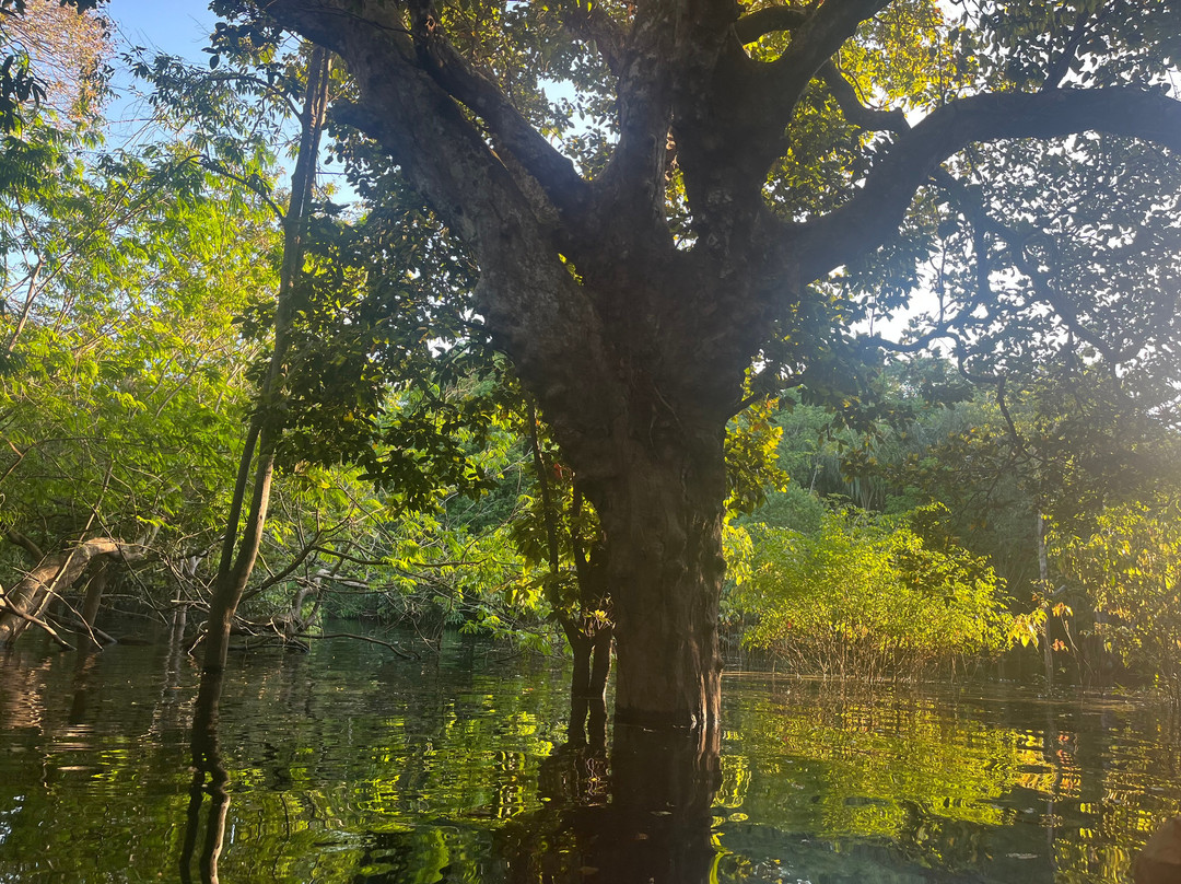 Amazon Rambo Jungle Tours-玛瑙斯必去景点