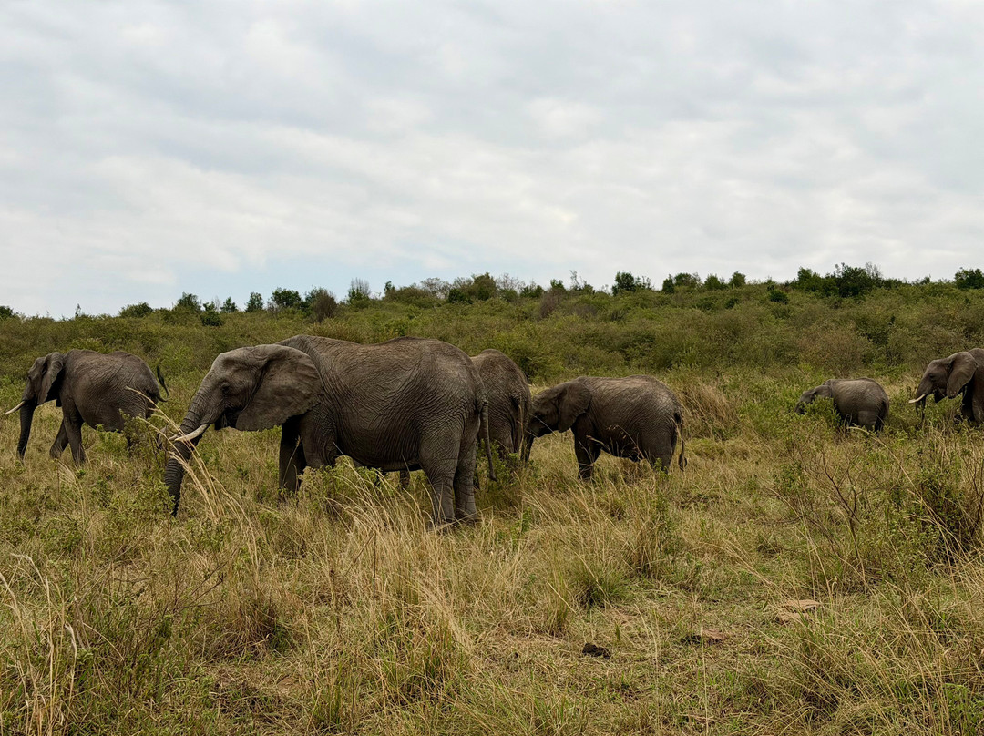 Wild Africa - Tours-班布里必去景点