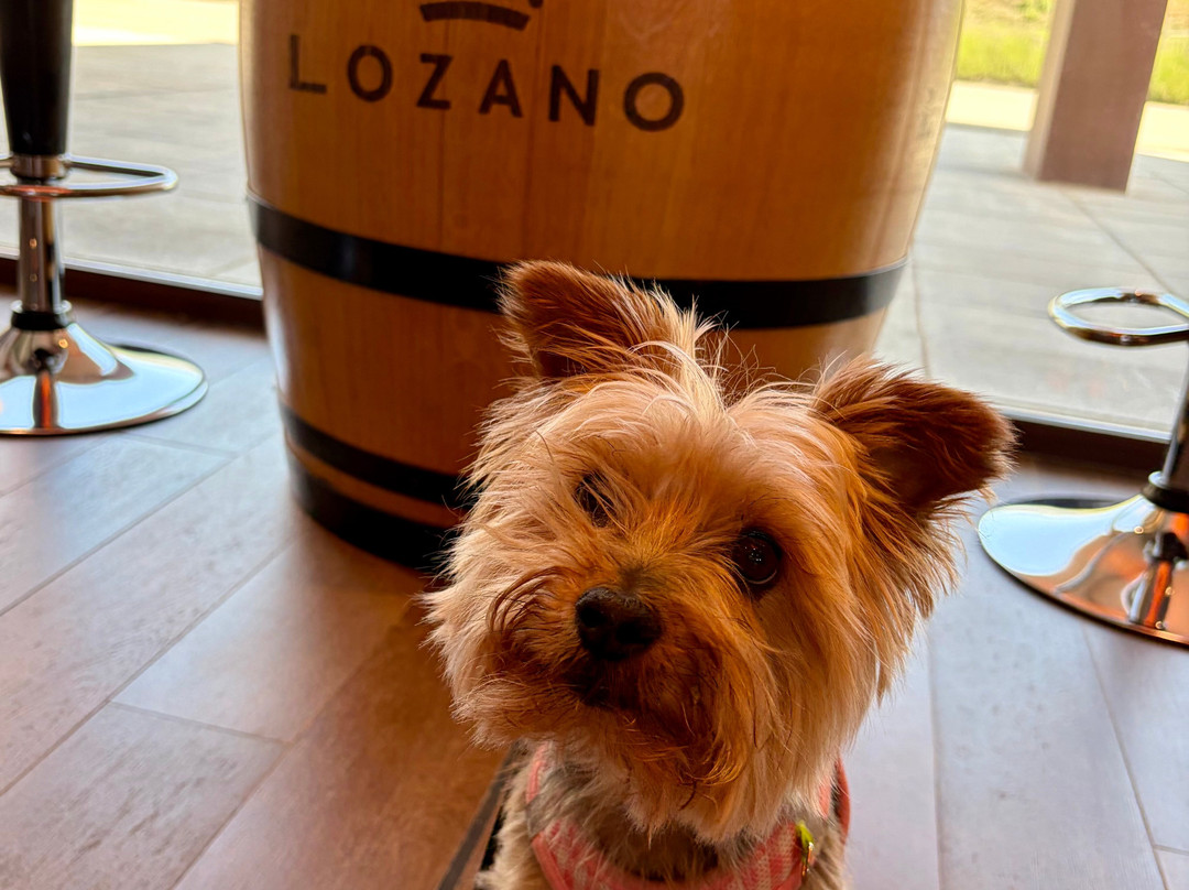 Bodegas Lozano-Leza必去景点