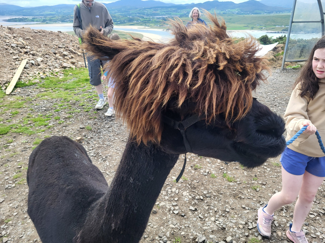 Wild Alpaca Way-Malin Head必去景点