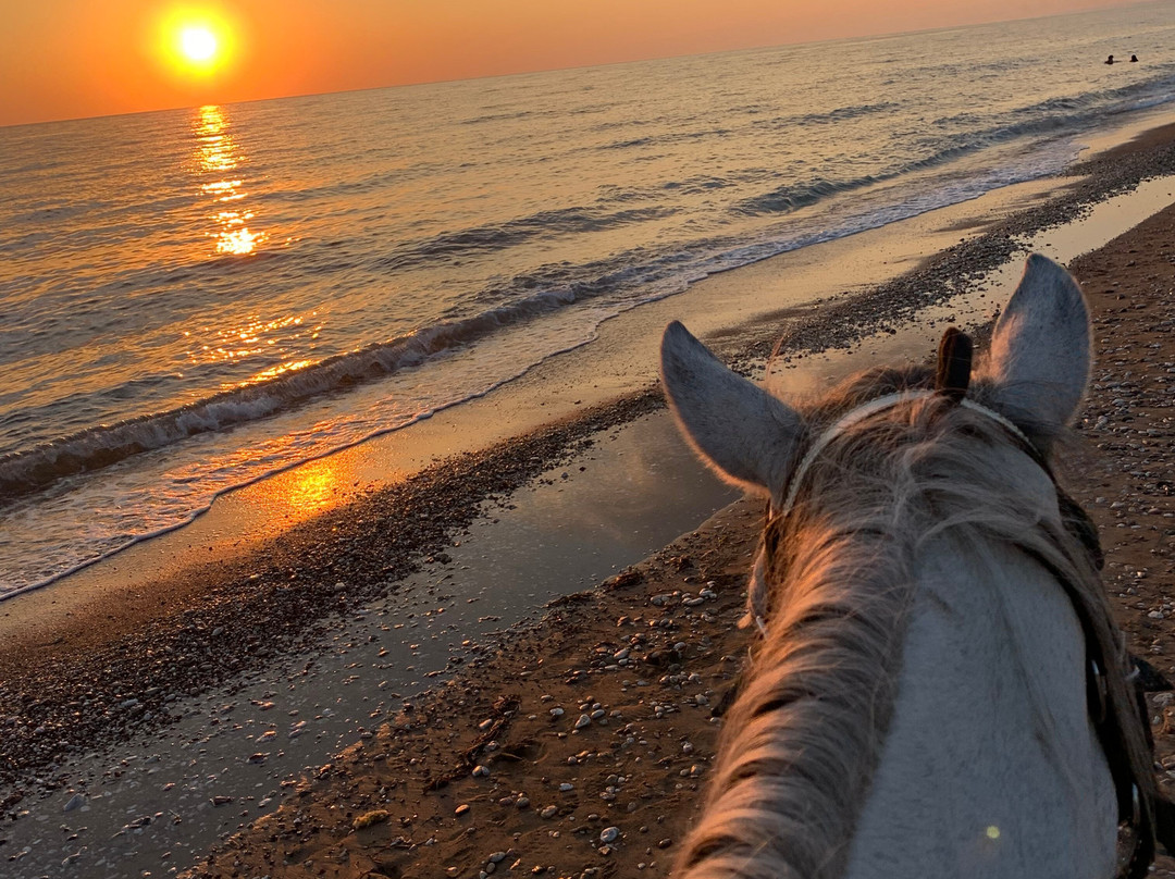 Elea Horse Riding-Kyparissia必去景点