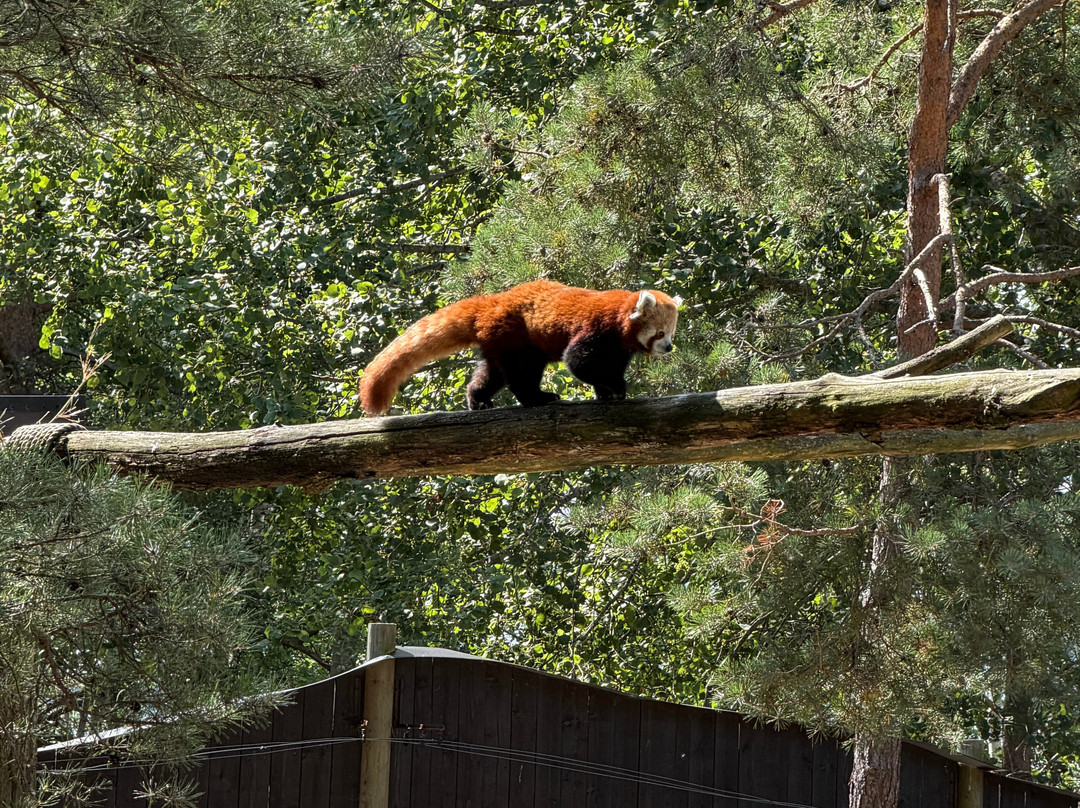 Kolmården Zoo-Kolmarden必去景点
