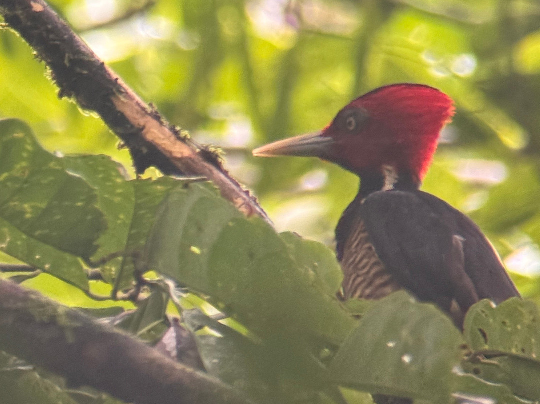 Costa Rica Wild Expeditions-希门尼斯港必去景点