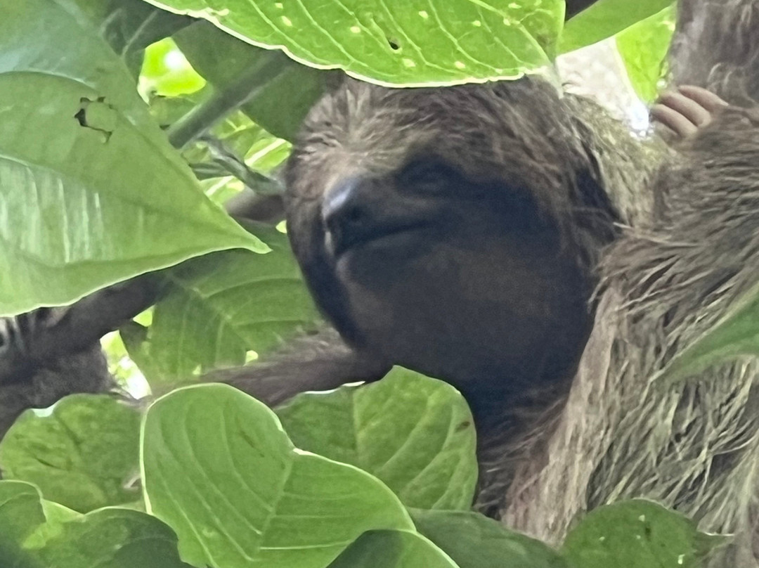 Sloths Paradise Rainforest-Bijagua de Upala必去景点
