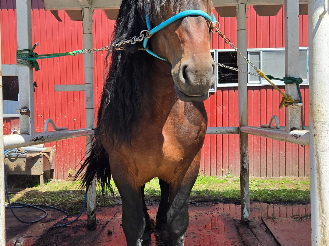 Banei Horse Ranch Tokachi-带广市必去景点