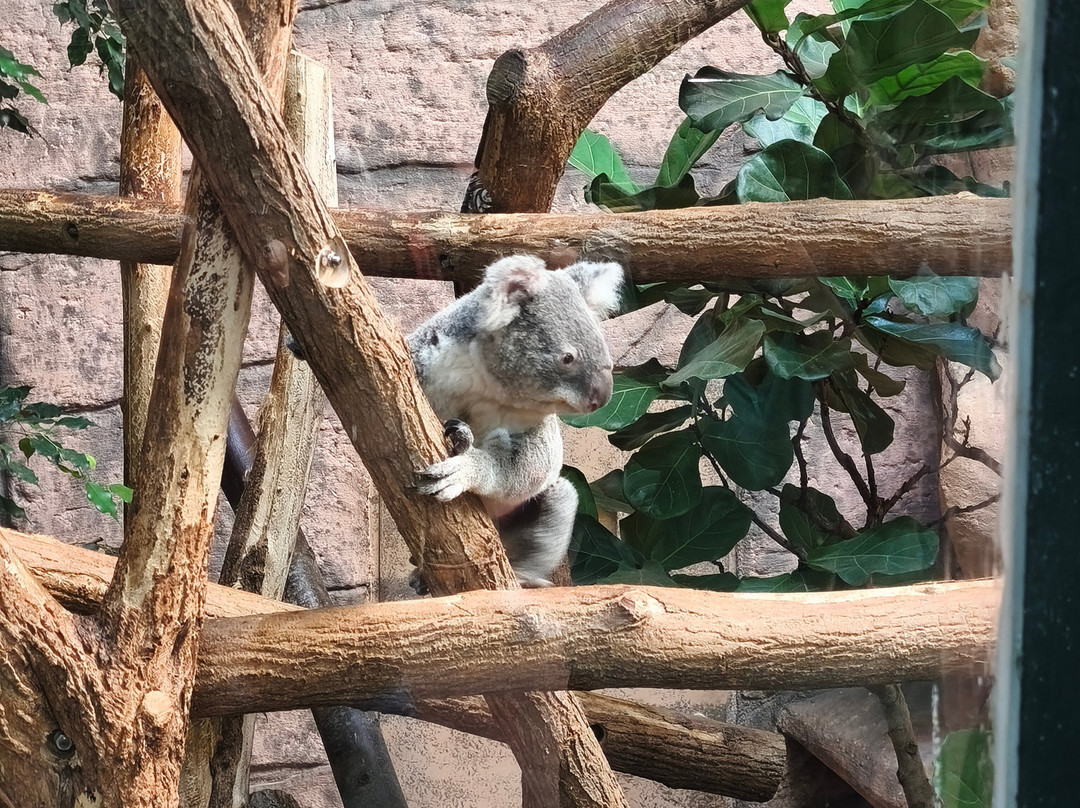 ZooParc de Beauval-圣艾尼昂必去景点