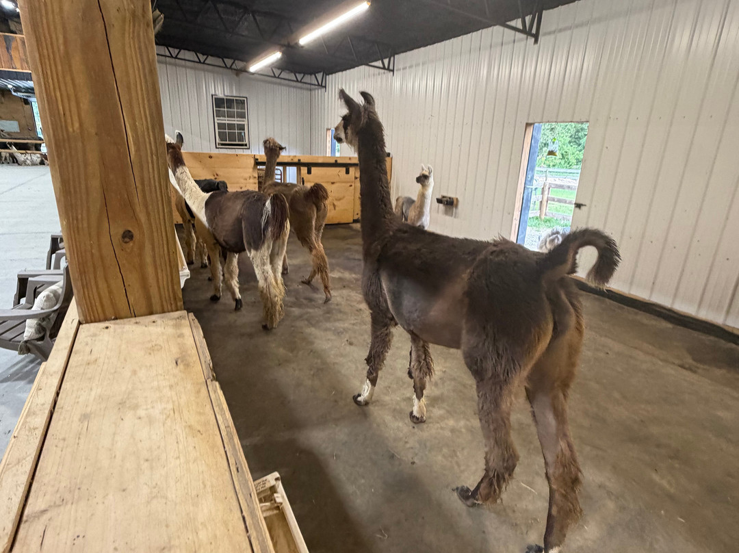 Ellaberry Llama Farm-亨德森维尔必去景点