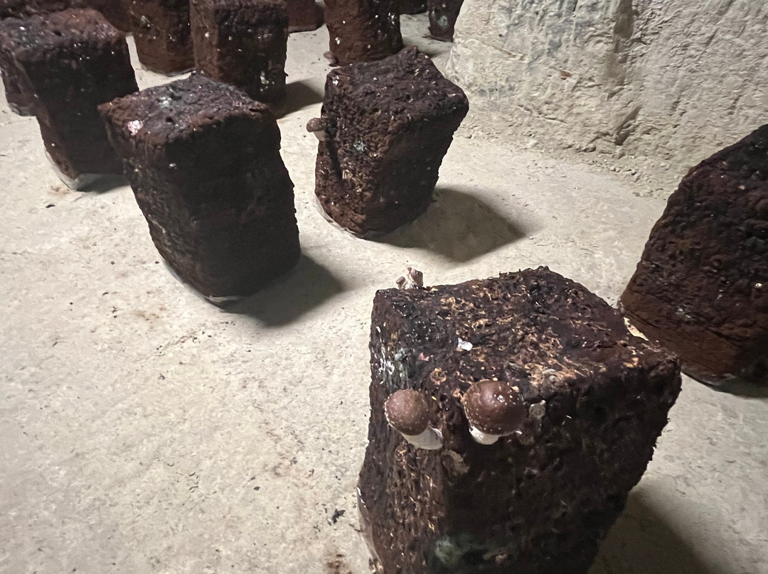 Les Caves Champignonnières Des Roches-Bourre必去景点