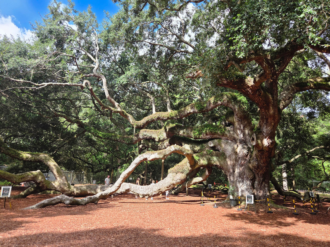 Angel Oak Tree-Johns Island必去景点