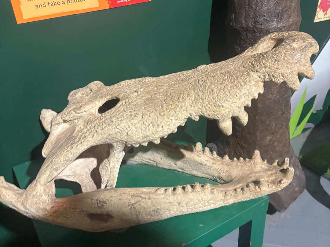 Torquays Dinosaur World-托基必去景点