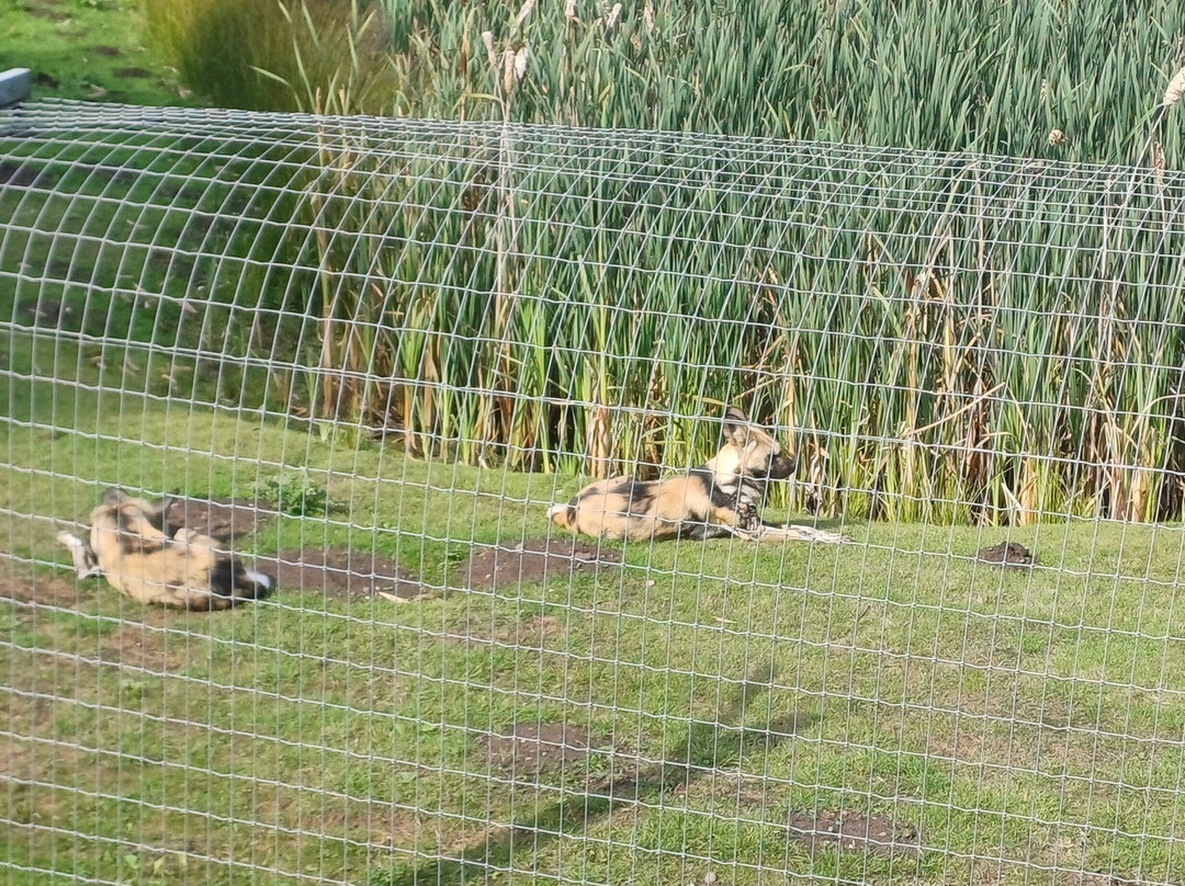 Yorkshire Wildlife Park-Auckley必去景点